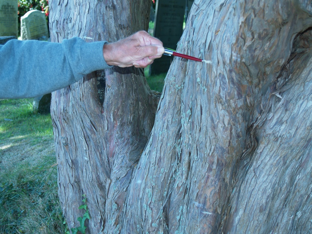 Marks on the Yew Tree 1-r