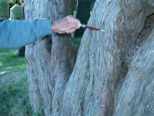 Marks on the Yew Tree 1-r