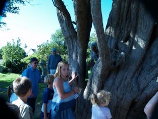 Measuring the Yew Tree with Barry 2-r