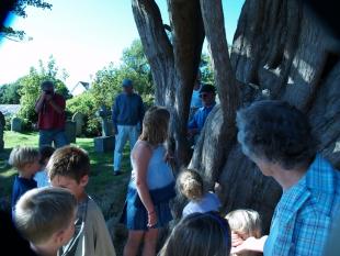Measuring the Yew Tree with Drina 3-r