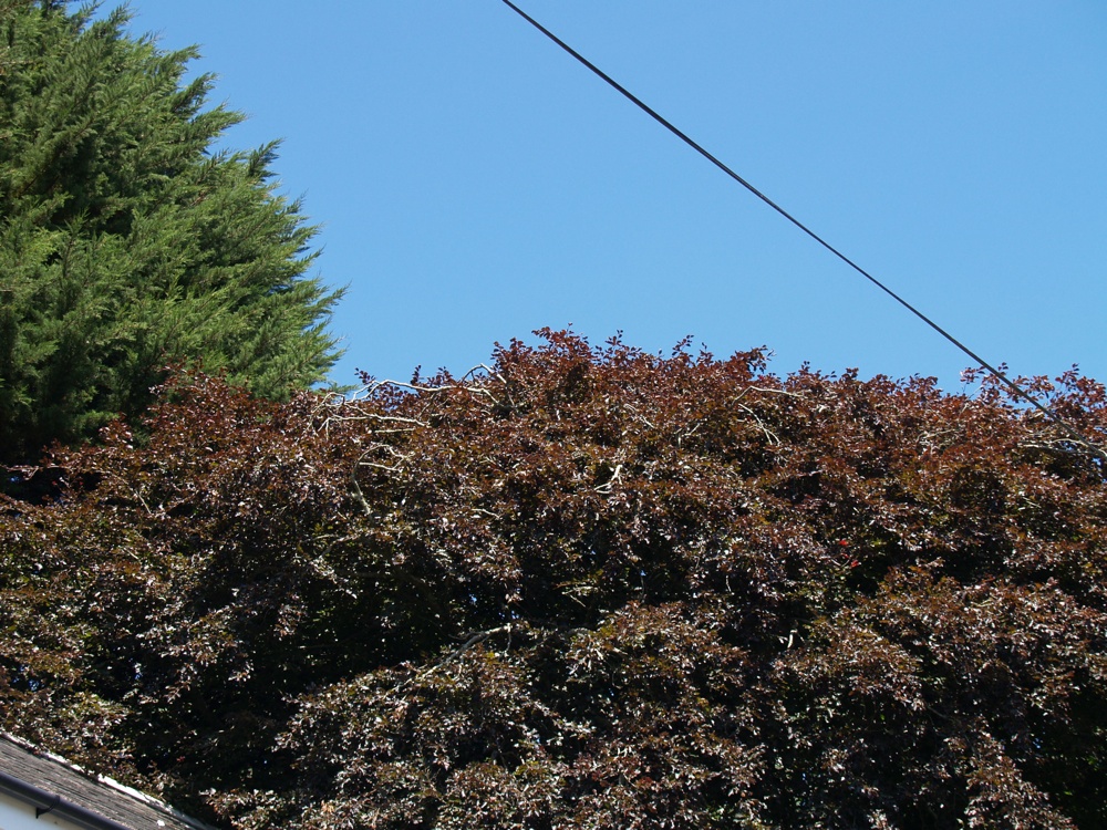 *Crown of Copper Beech tree - die back-r